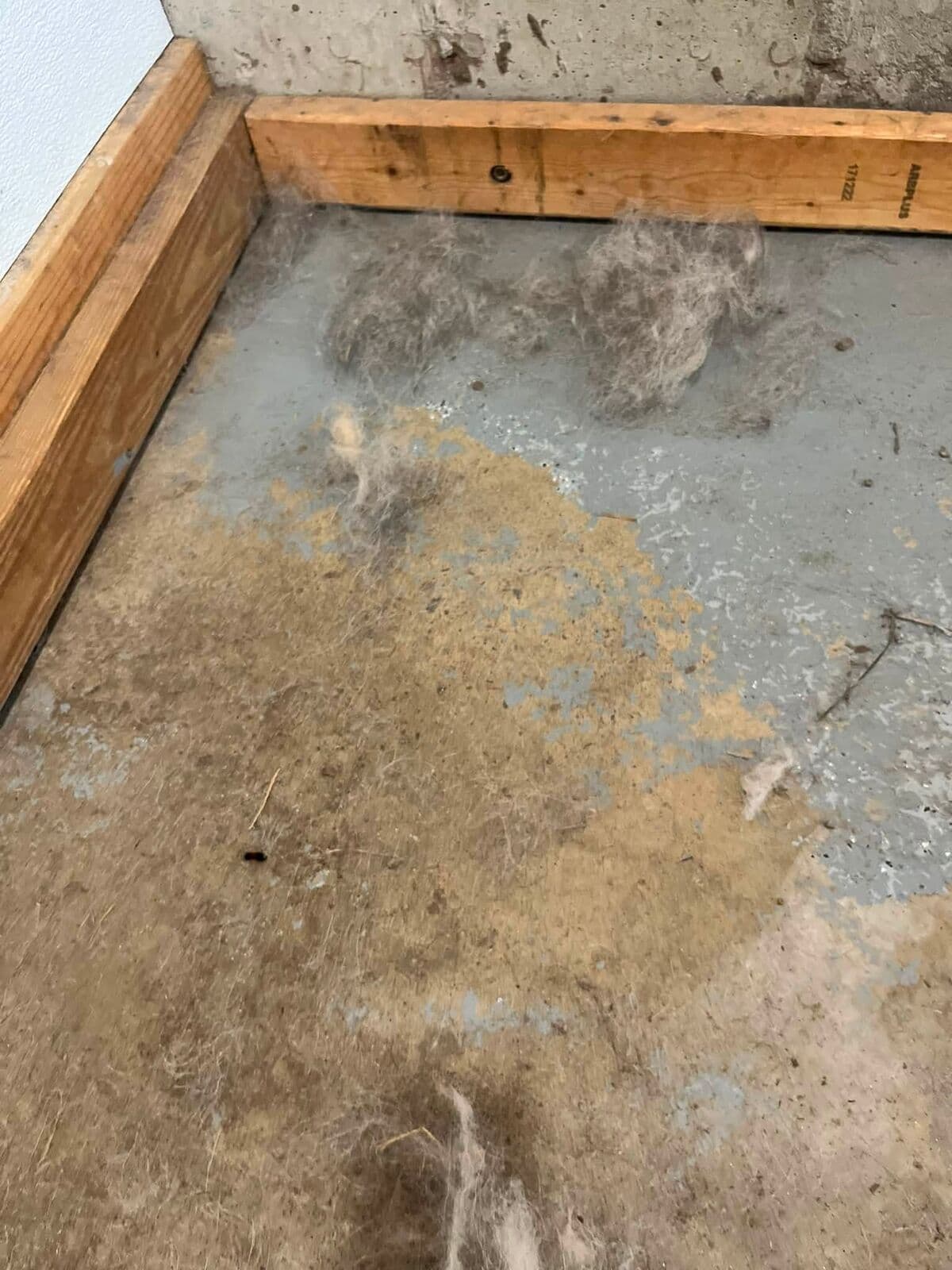 Dust and debris along a floor edge