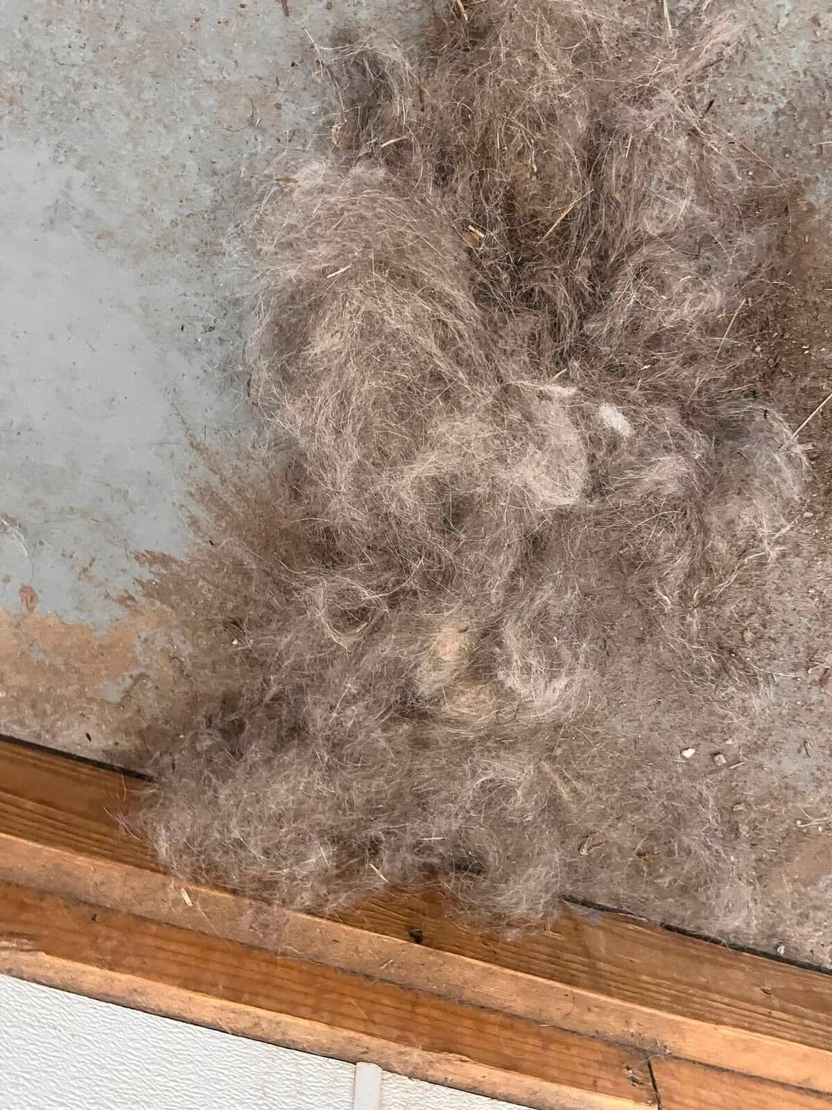 Another pile of pet hair