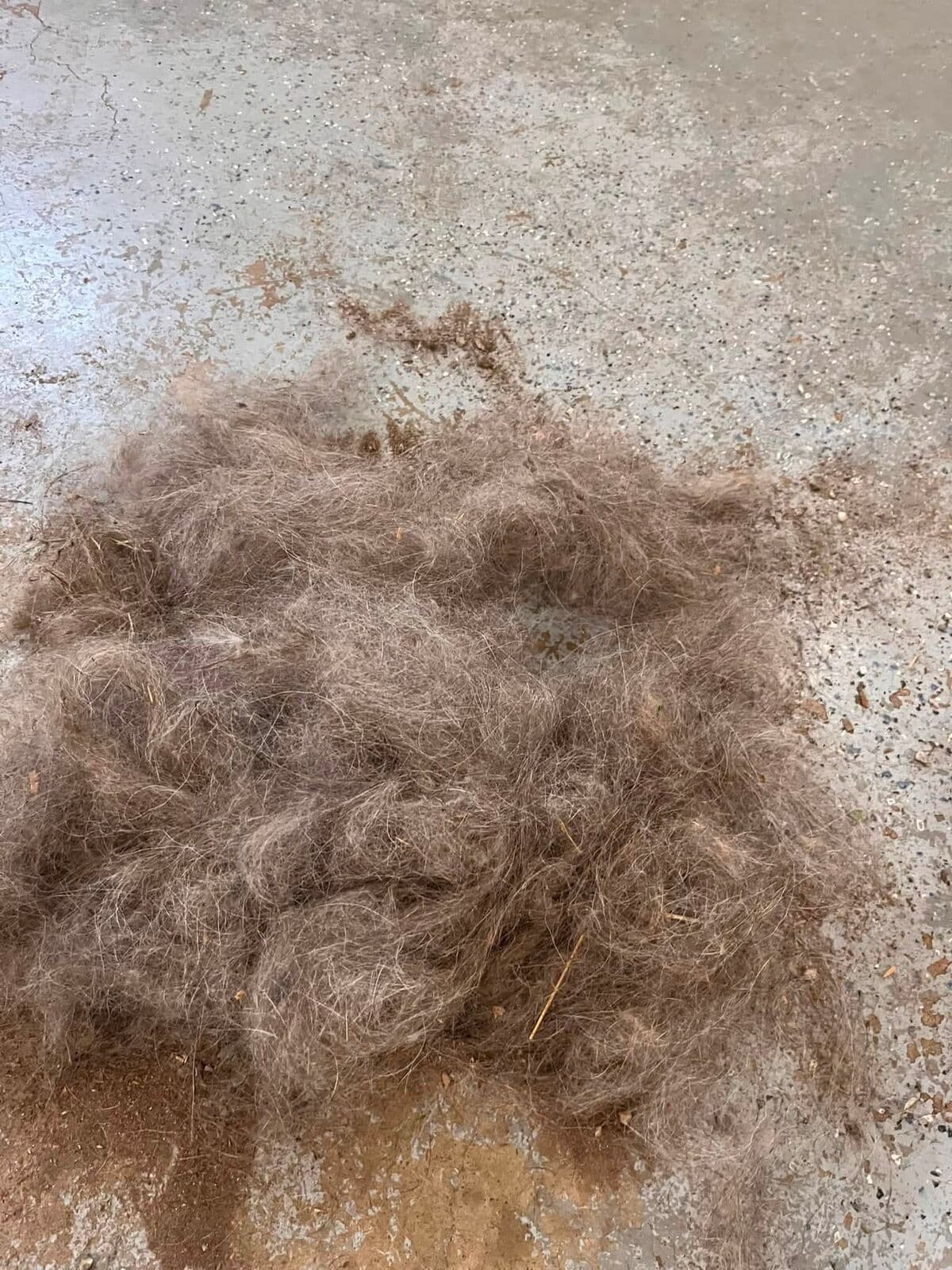 A pile of pet hair pulled from a single room